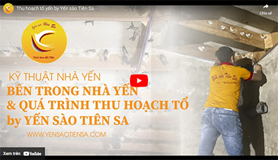 Thu hoạch tổ yến by Yến sào Tiên Sa